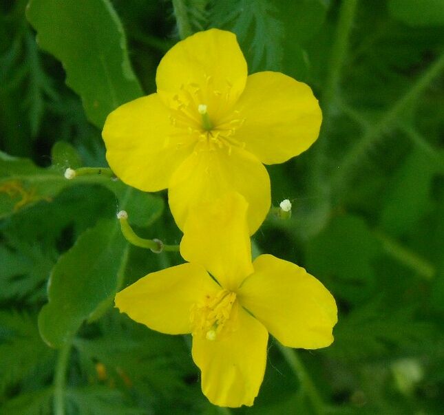 celandine in the treatment of papilloma