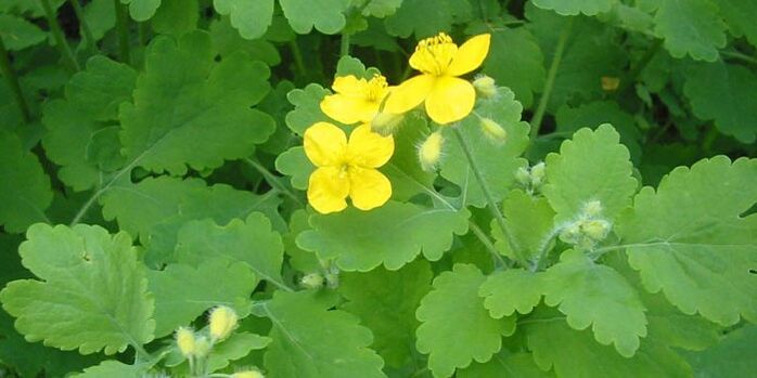 celandine herb to get rid of papilloma