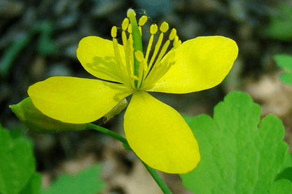 celandine herb flowers for papilloma removal